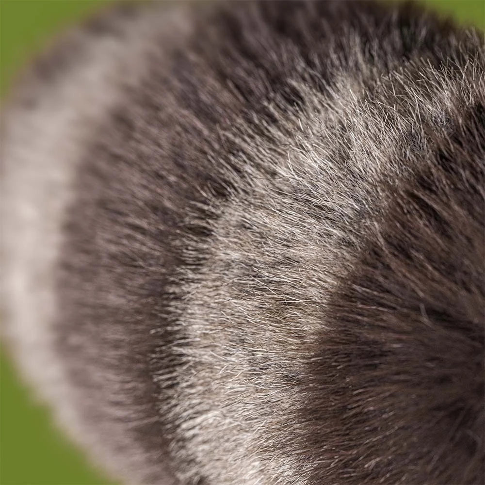 Trixiwoo Raccoon - US 5952